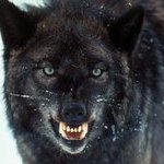 ThewolfAlone