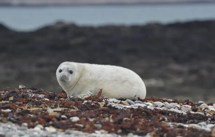 Des Bebes Phoques Observes Sur Les Cotes Du Finistere Environnement Forum Fr